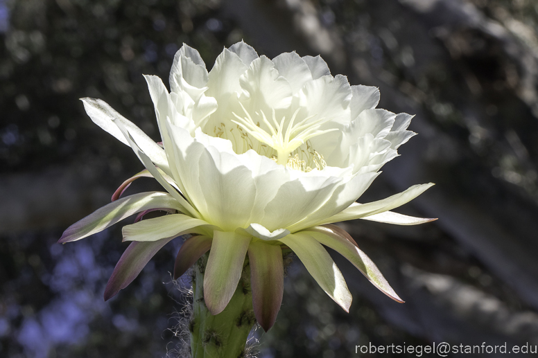 arizona garden